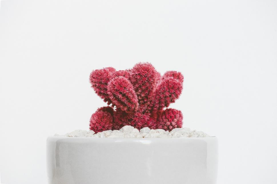 Free Image of Small Red Cactus in White Pot 