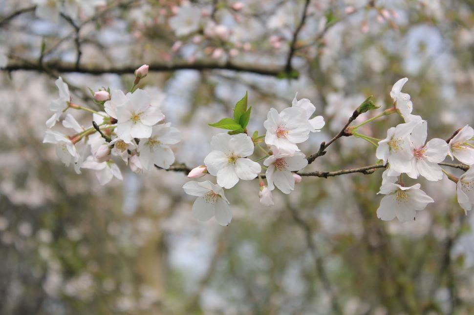 Free Image of Branch of a Tree With White Flowers 