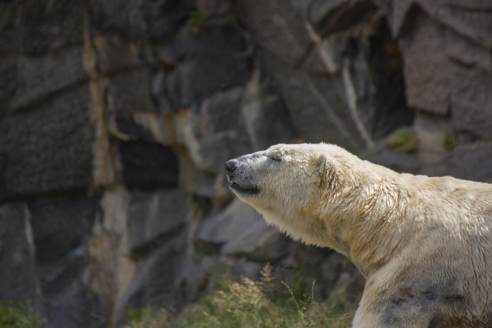 Free Image of Polar Bear Standing in Front of Rock Wall 