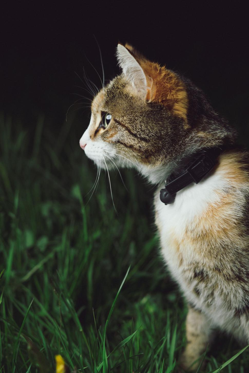 Free Image of Cat Sitting in Grass, Observing 