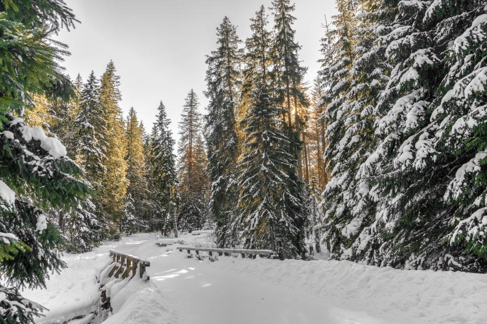 Free Image of Snow Covered Road Surrounded by Pine Trees 