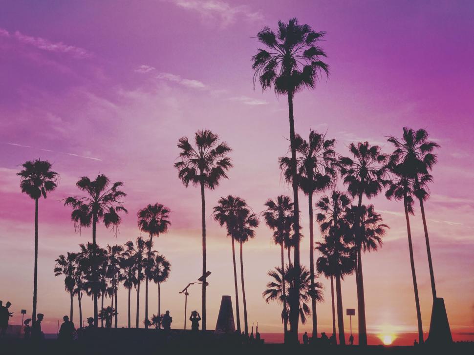 Free Image of Palm Trees Silhouetted Against Purple Sky 