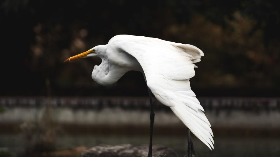 Free Image of White Bird With Long Yellow Beak 