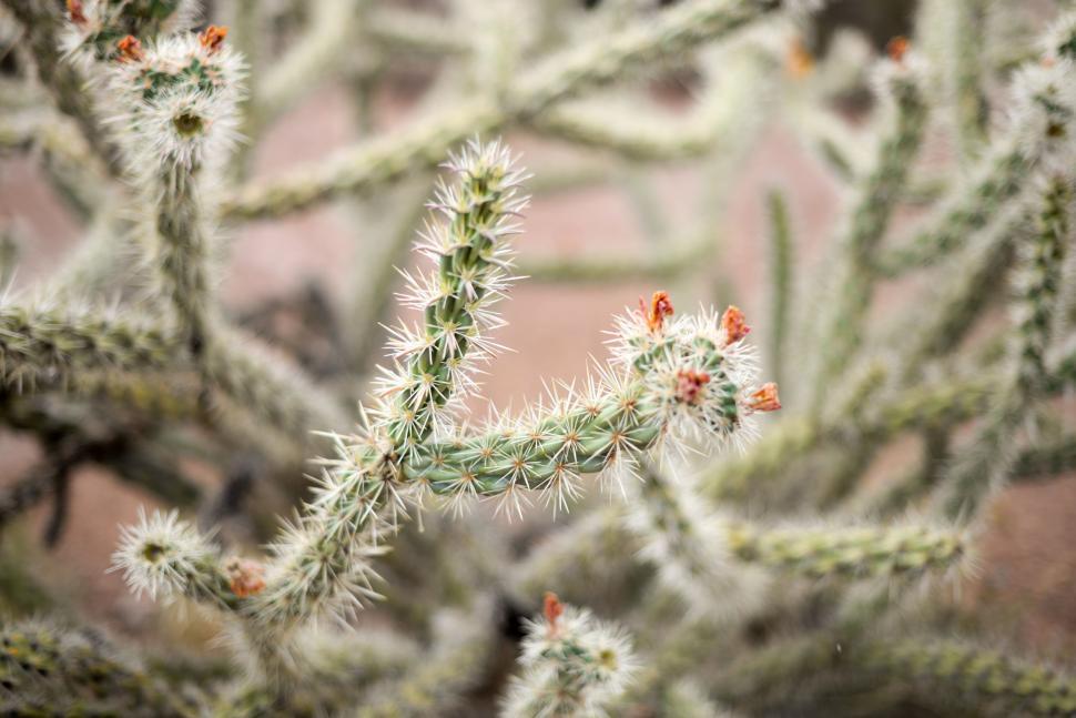 Free Image of Close Up of a Cactus Plant With Orange Flowers 