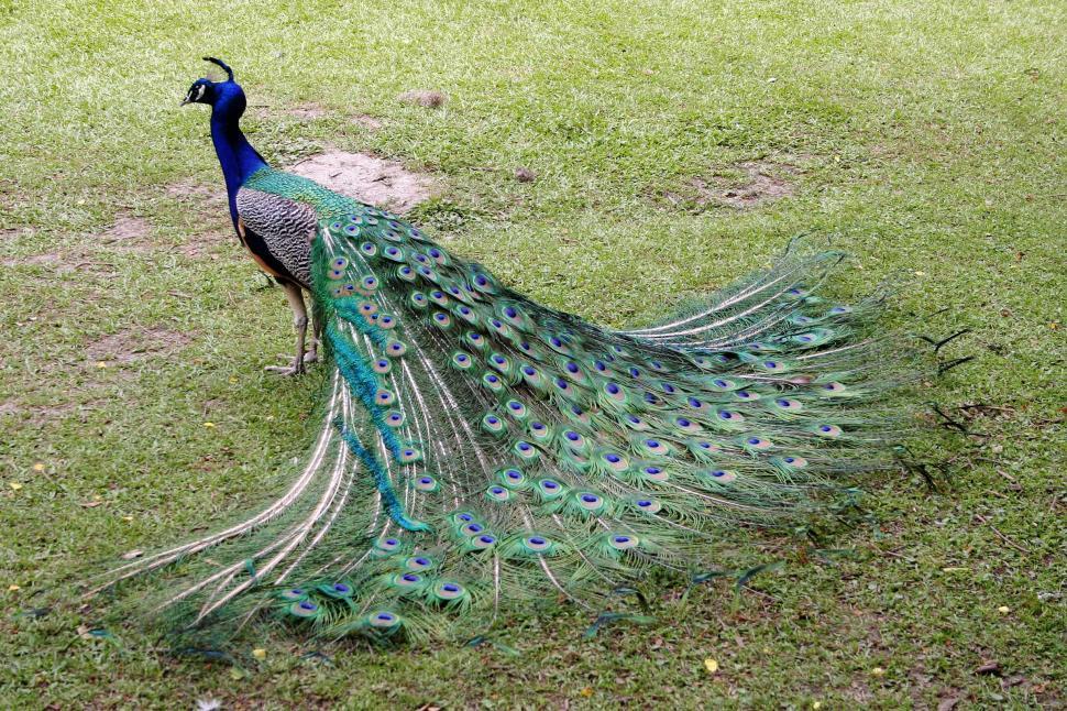 Free Image of peacock feather feathers grass show tail bird animal display 