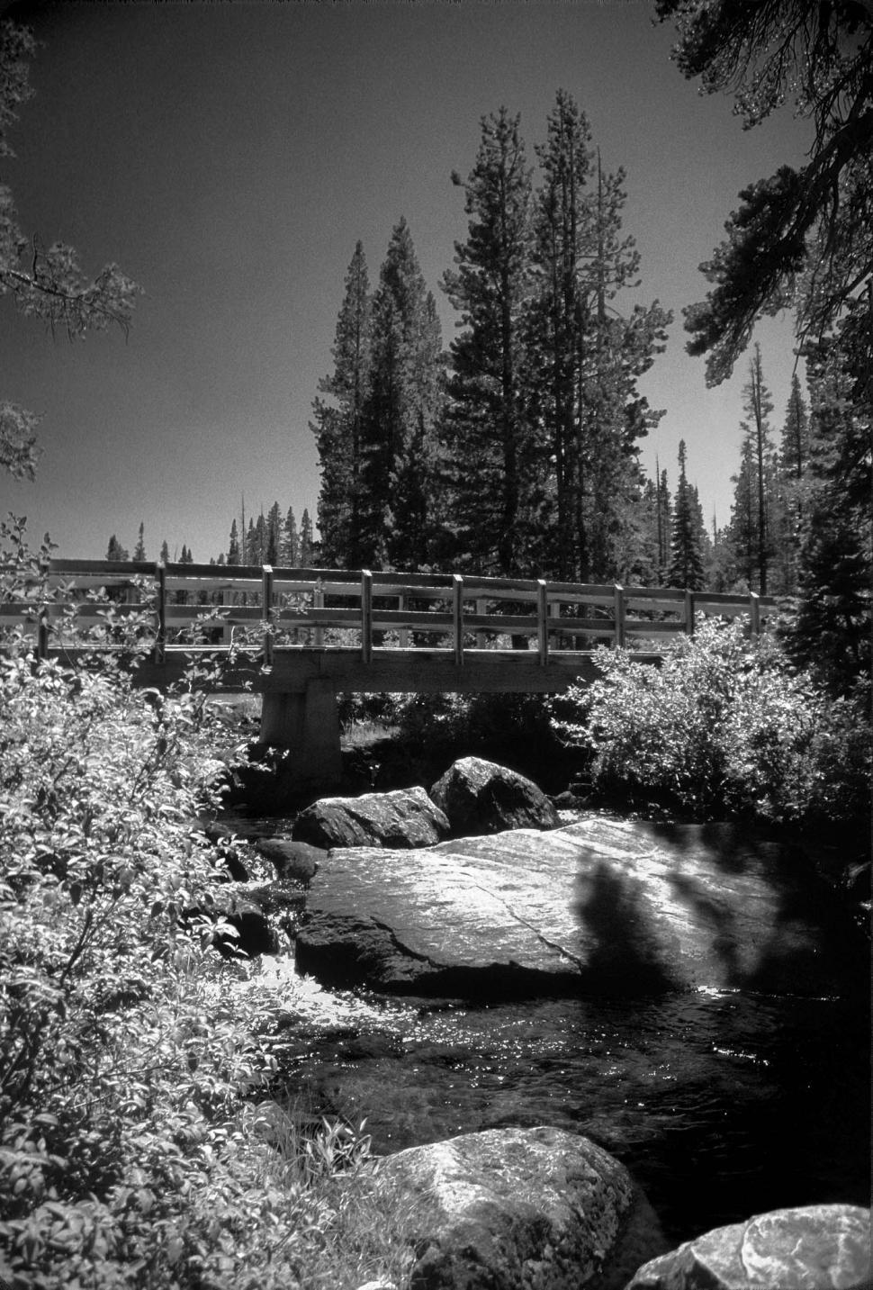 Free Image of Black and white of bridge and forest 