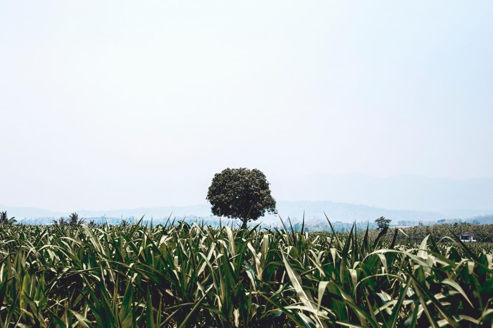 Free Image of Lone Tree Standing in Cornfield 