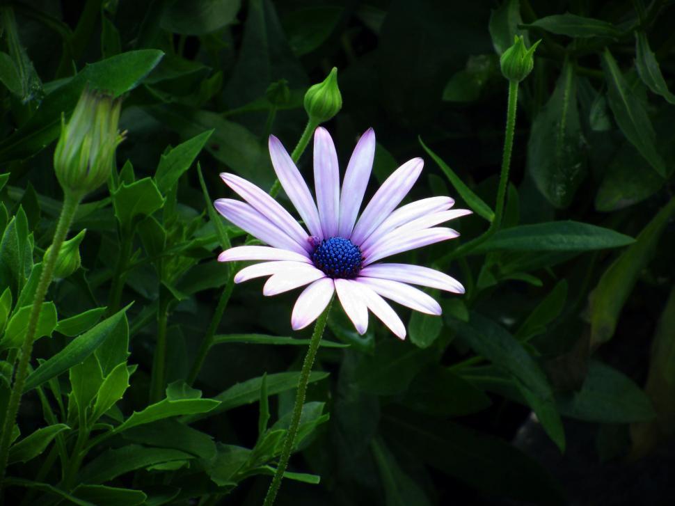 Free Image of Purple and White Flower With Green Leaves 