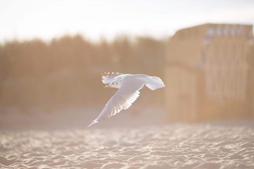 Free Image of White Bird Flying Over Sandy Beach 