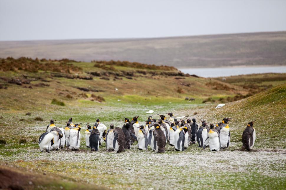 Free Image of Large Group of Penguins Walking Together 