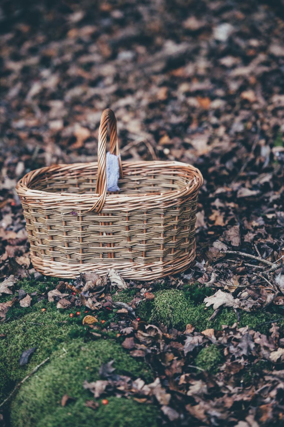 Free Image of Wicker Basket in Forest 