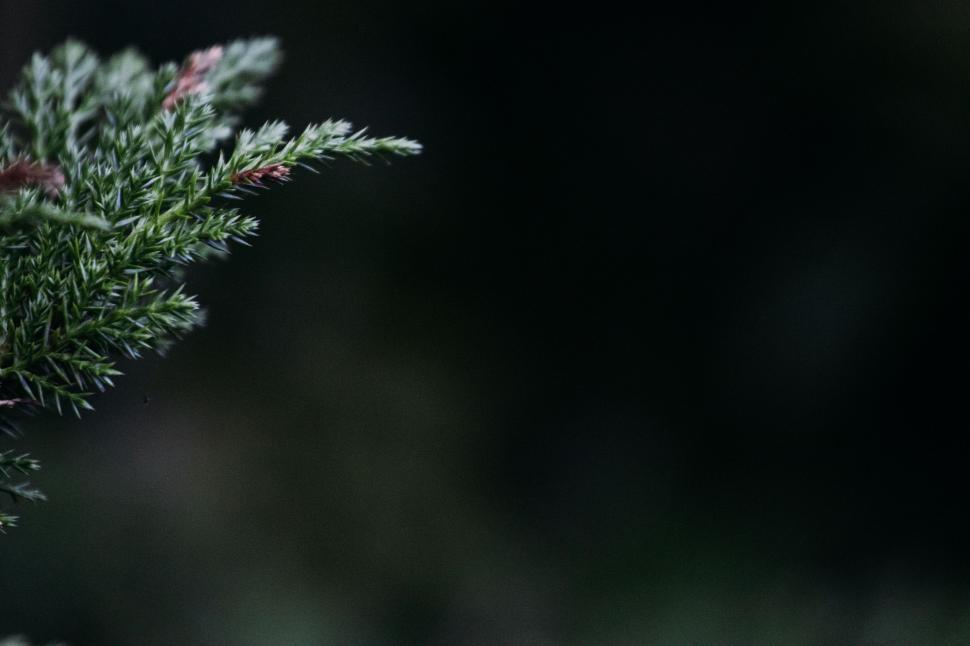 Free Image of Close Up of a Plant With Blurry Background 