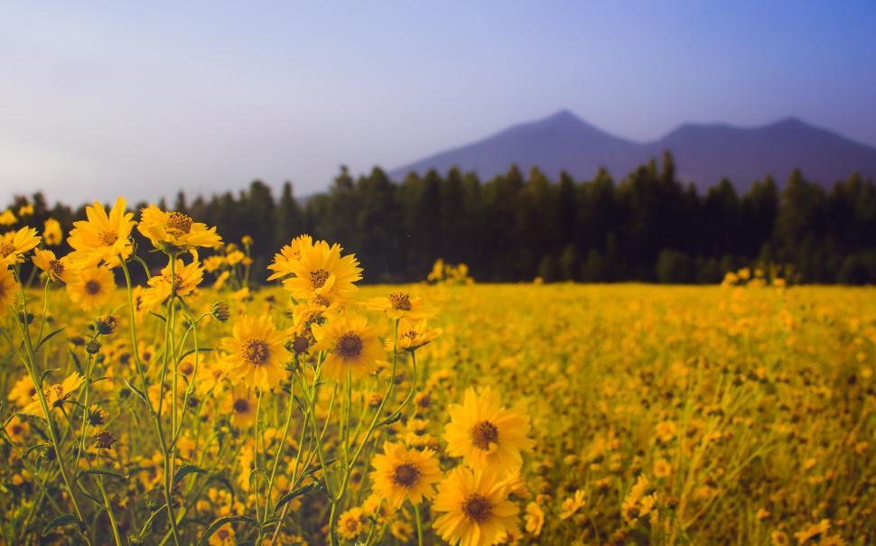 Free Image of Field of Yellow Flowers With Mountains Background 