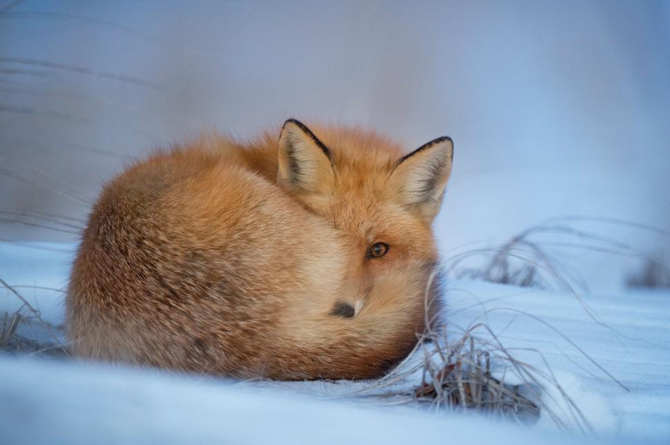 Free Image of Red Fox Curled Up in Snow 