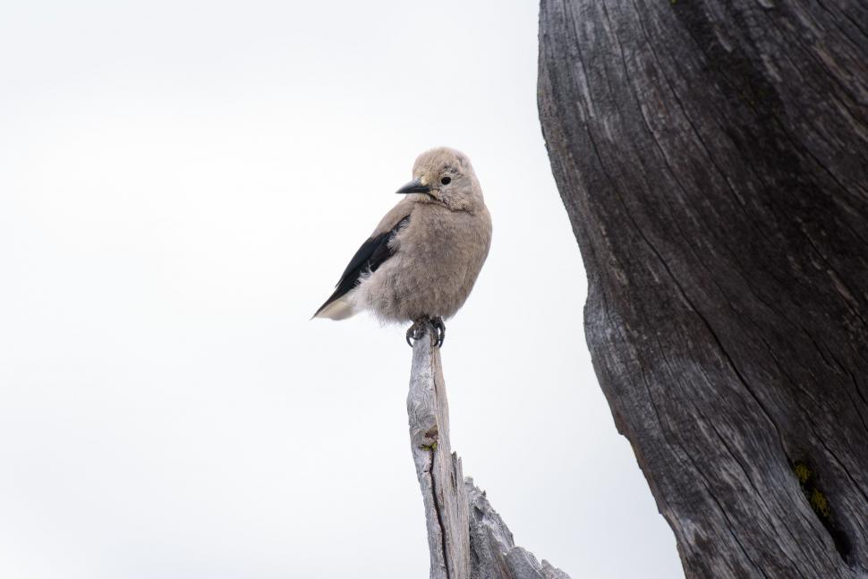 Free Image of Small Bird Perched on Top of Wooden Pole 