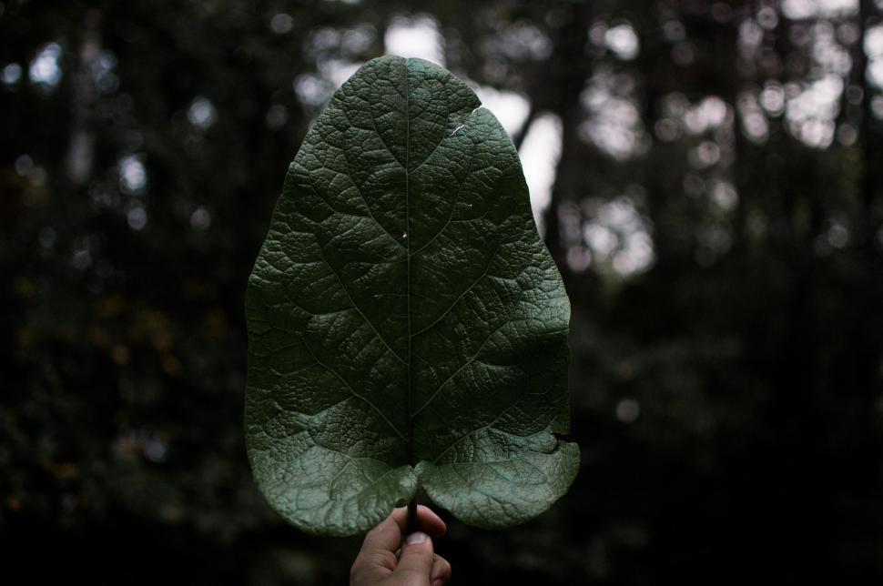 Free Image of Person Holding Leaf in Front of Forest 