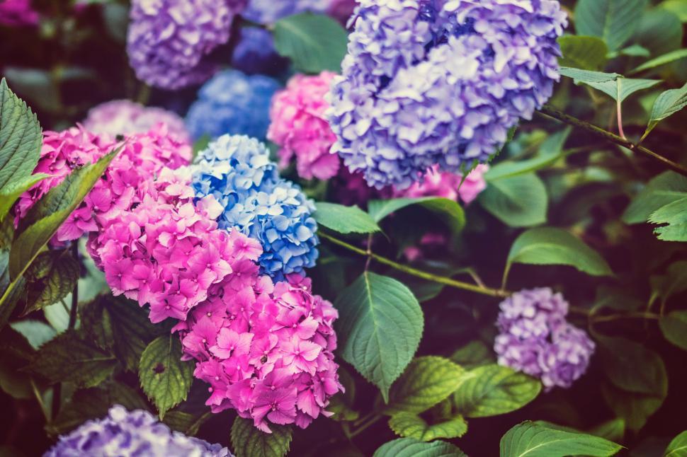 Free Image of Purple and Blue Flowers With Green Leaves in Bloom 