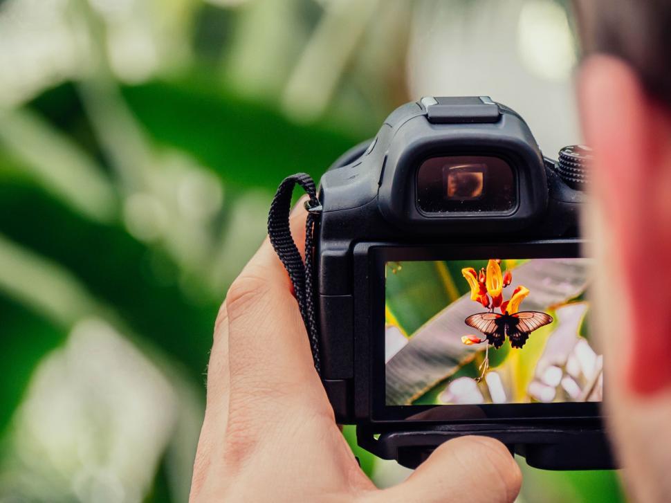 Free Image of Person Capturing Flower With Camera 
