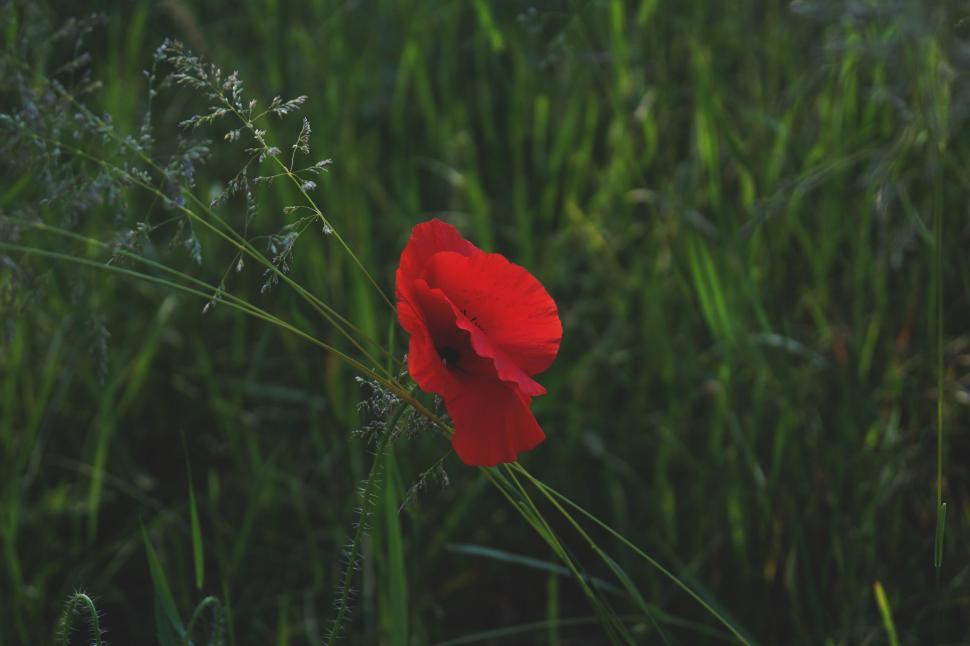 Free Image of A Single Red Flower in a Grassy Field 