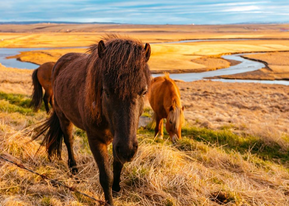 Free Image of Two Brown Horses Standing on Dry Grass Field 