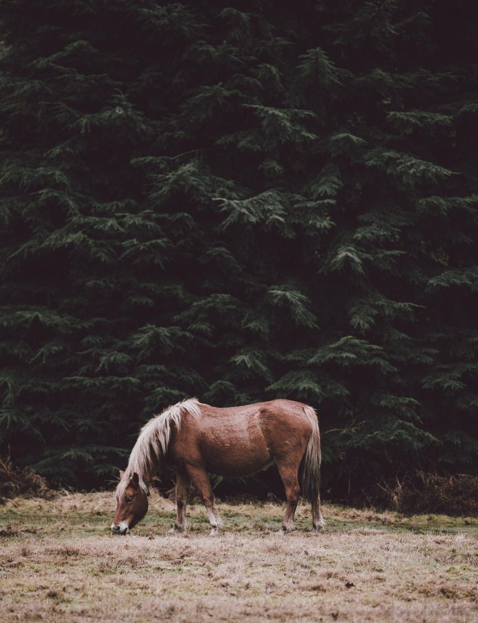 Free Image of Horse Grazing in Field With Trees in Background 