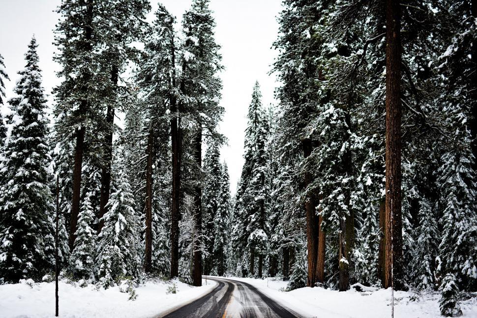 Free Image of Snow Covered Road in Forest 