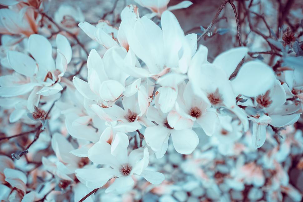 Free Image of Cluster of White Flowers Blooming on Tree Branch 
