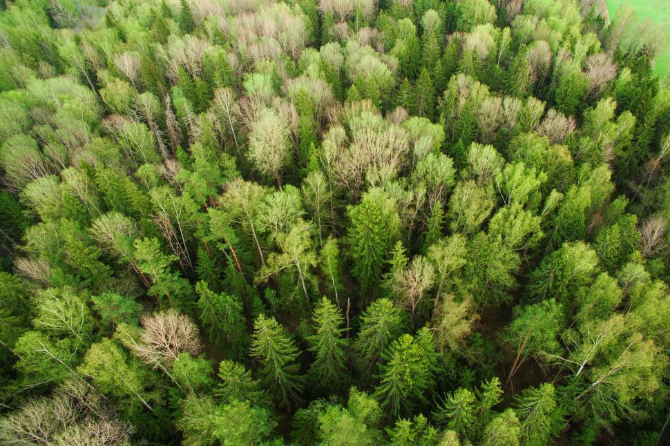 Free Image of Aerial View of Dense Forest Canopy 