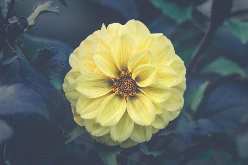 Free Image of Yellow Flower With Green Leaves Background 