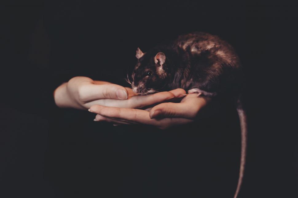 Free Image of Person Holding a Rat in Their Hands 