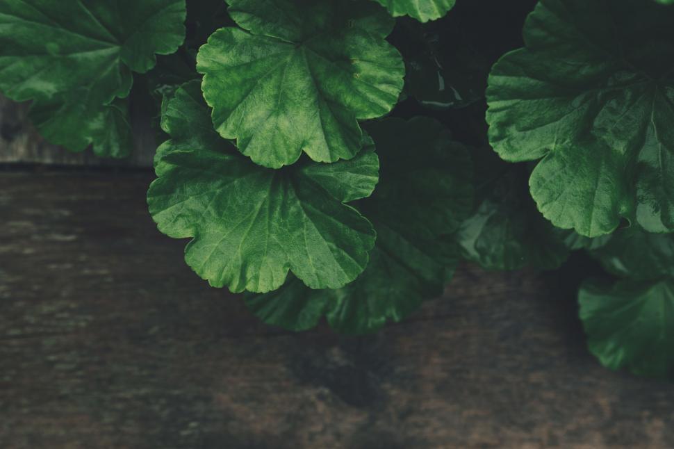 Free Image of Close Up of Green Leaves on Plant 