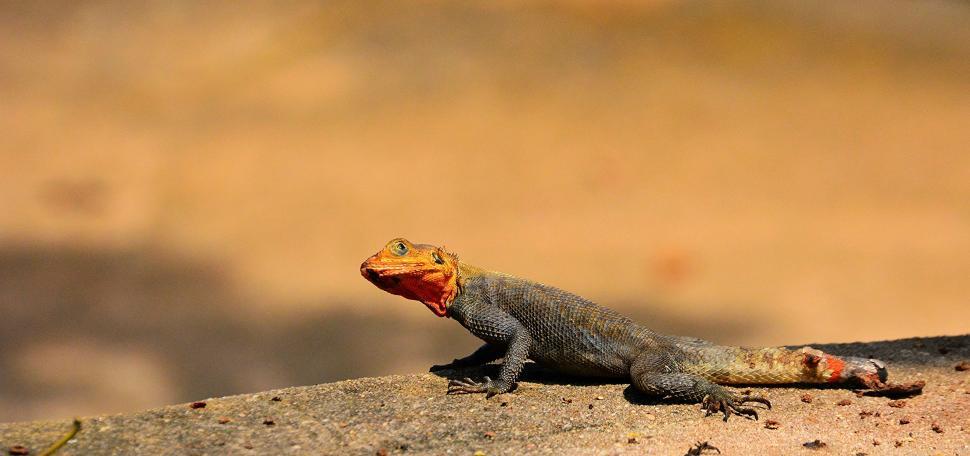 Free Image of Lizard Sitting on Rock Outside 
