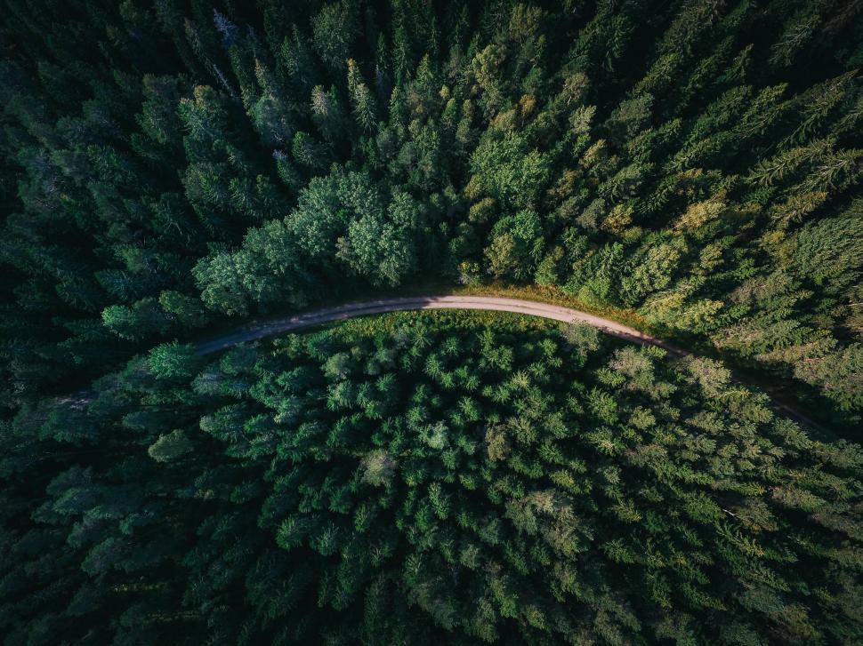 Free Image of Road Cutting Through Dense Forest 