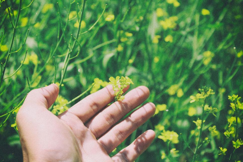 Free Image of Person Holding Hand Out in Field of Flowers 