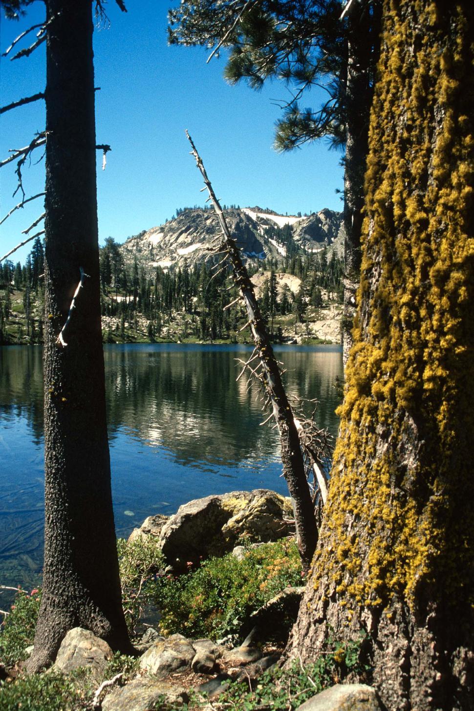Free Image of Mountain lake and trees 