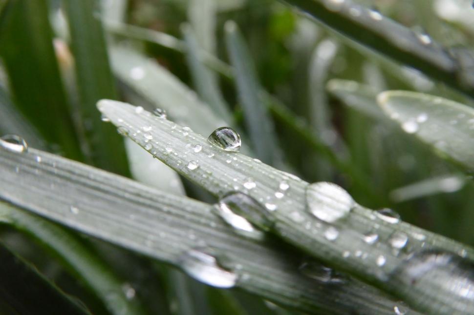 Free Image of Water Droplets on a Blade of Grass 