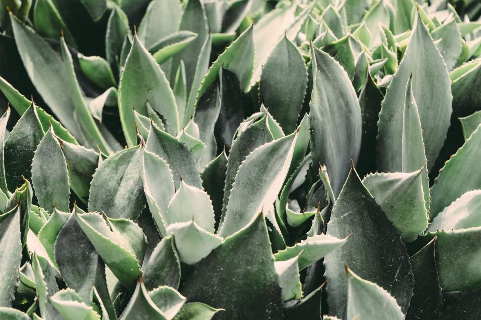 Free Image of Close Up of a Green Plant With Leaves 