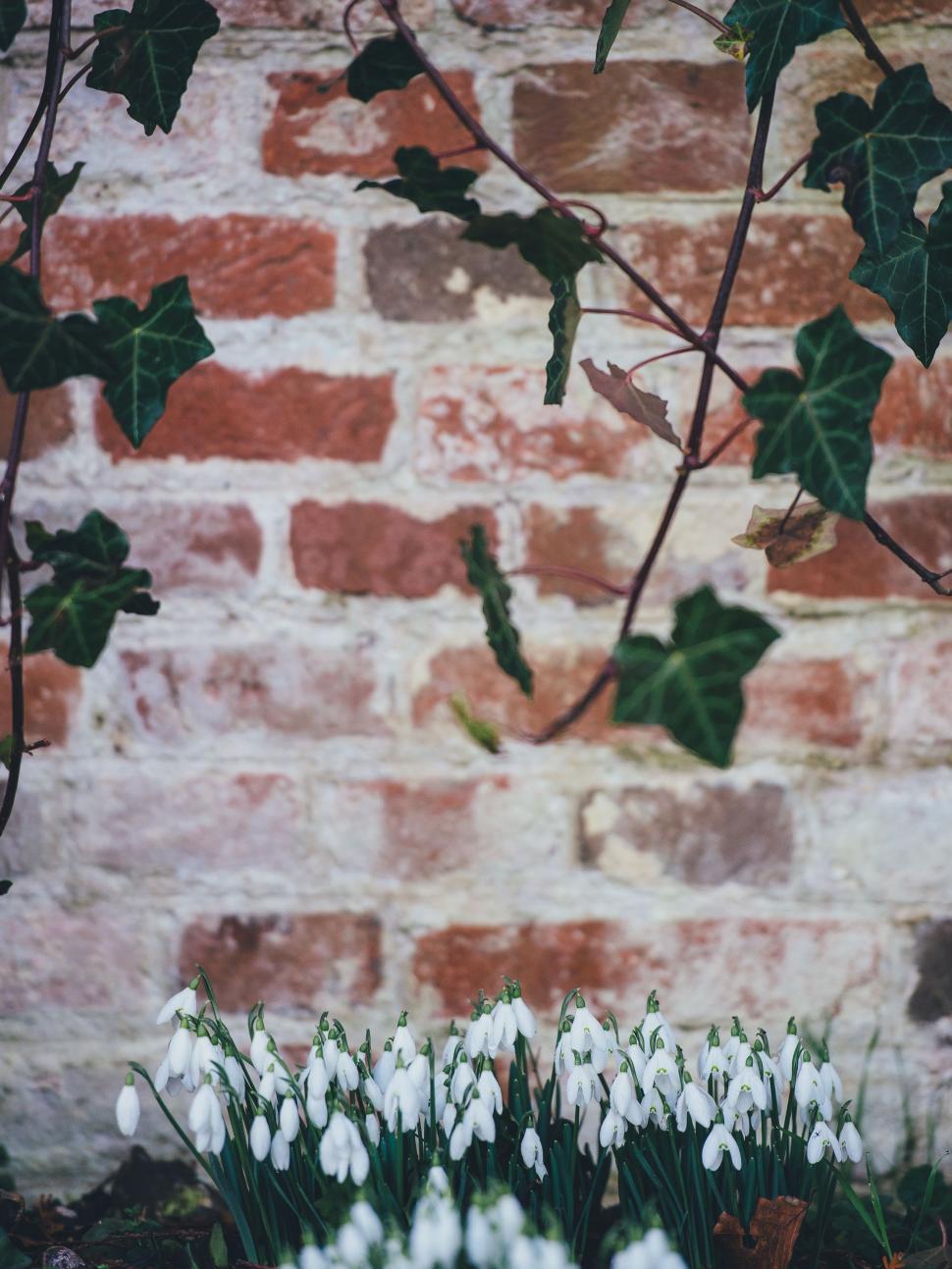 Free Image of Brick Wall With Ivy and Snowdrops 