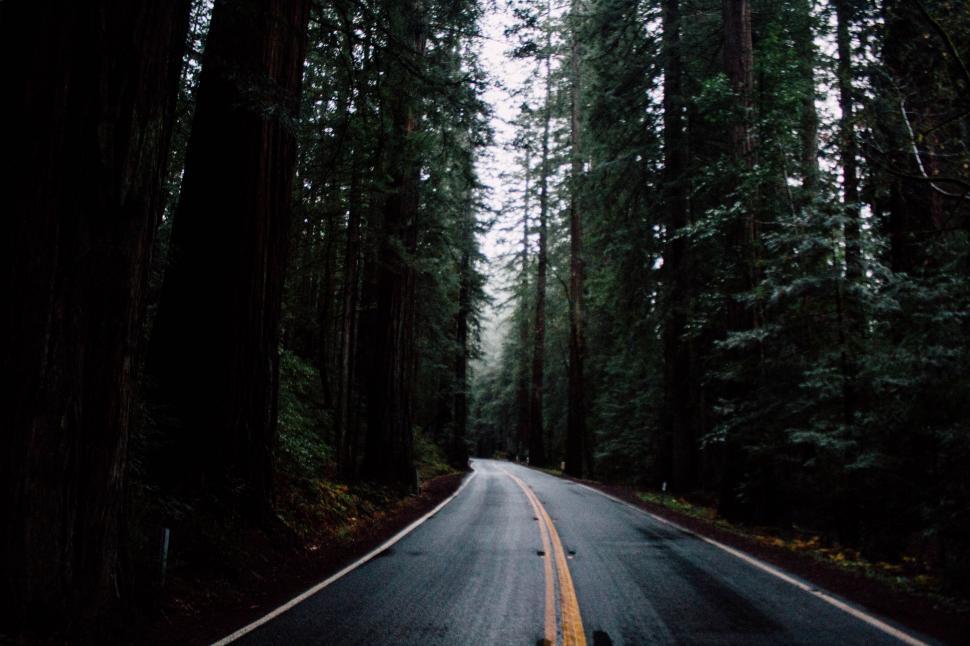 Free Image of Long Road Cutting Through Forest 