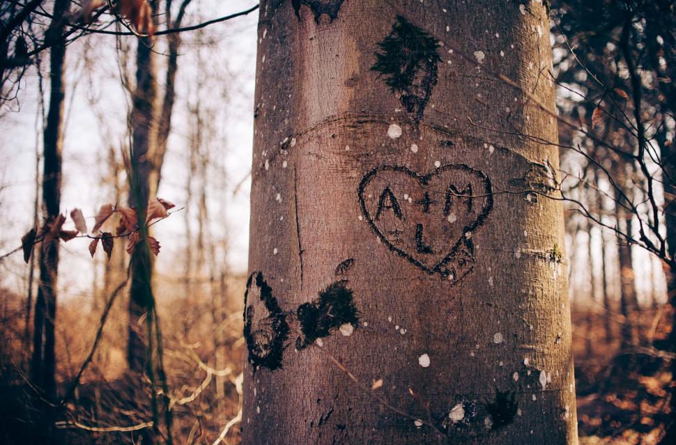 Free Image of Tree With Heart Drawing 