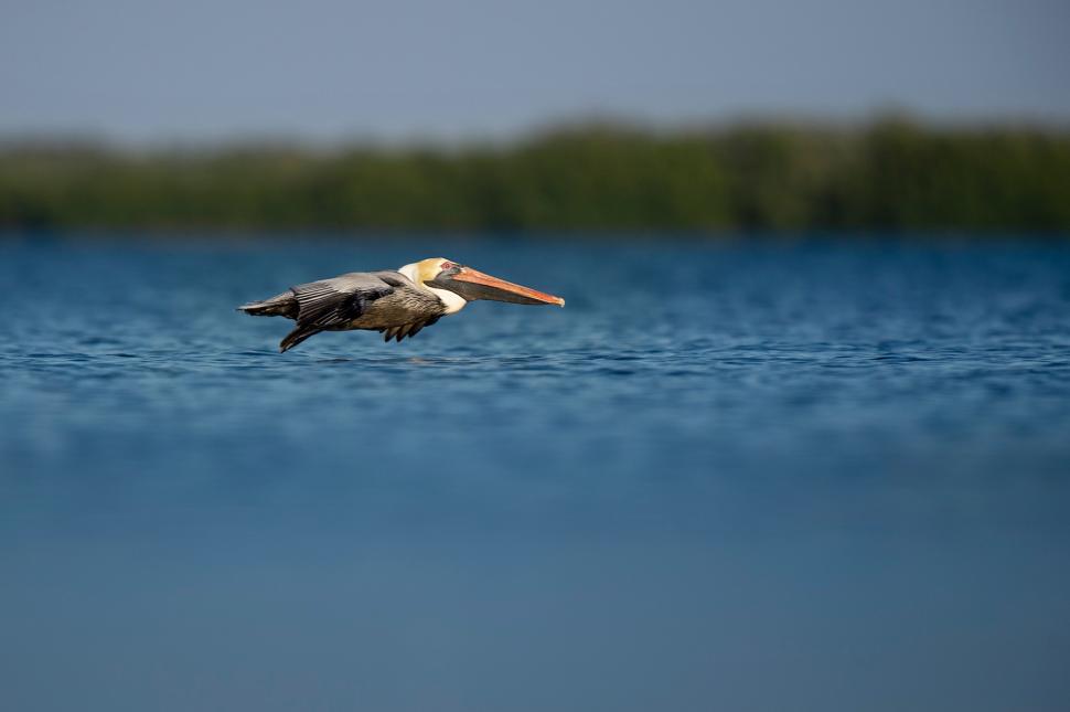Free Image of red-breasted merganser merganser sea duck duck pelican aquatic bird bird seabird pelecaniform seabird wading bird 