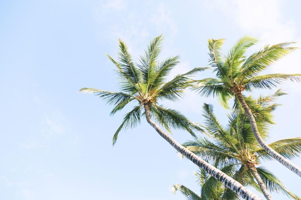 Free Image of Palm Trees Swaying in the Wind 