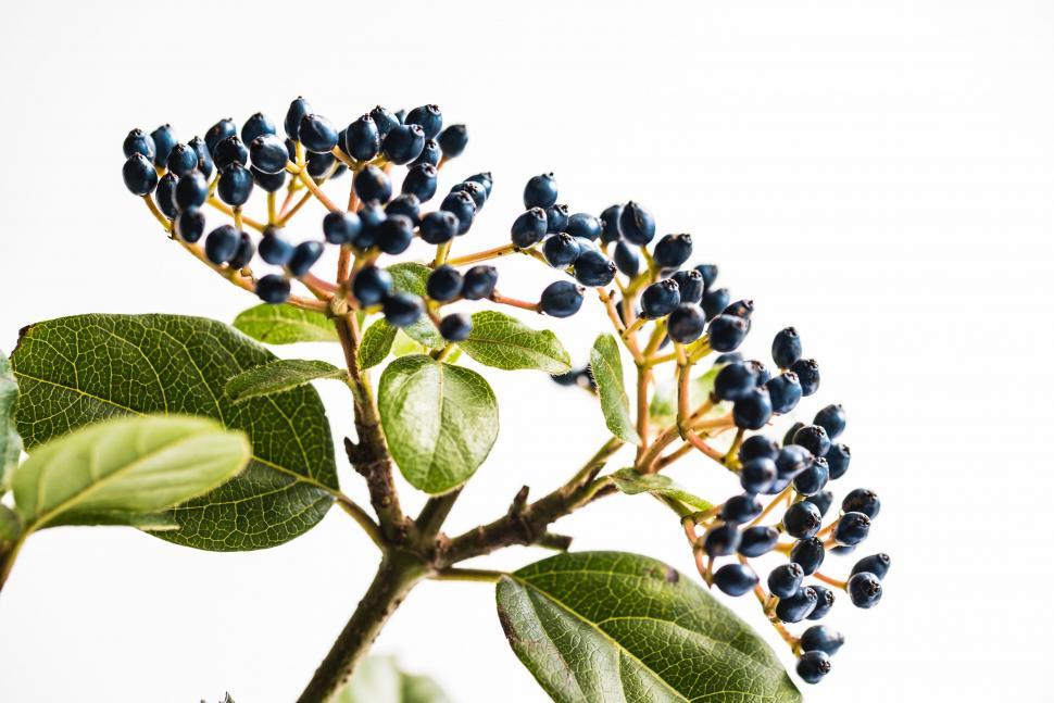 Free Image of Close Up of a Plant With Blue Berries 