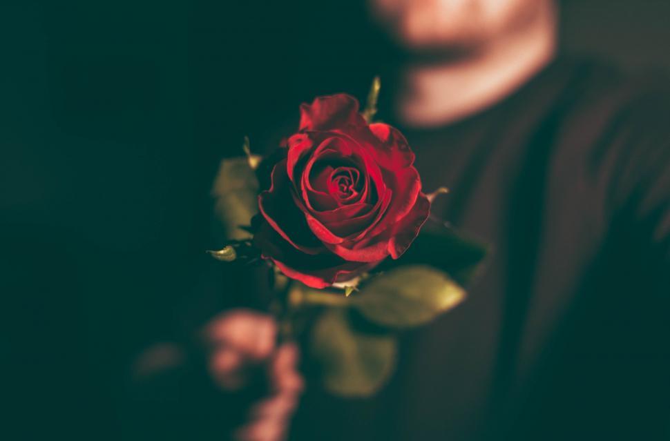 Free Image of Person Holding a Red Rose 