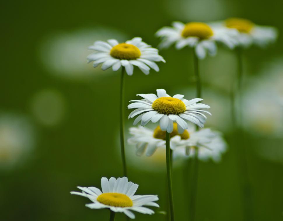 Free Image of Cluster of White Daisies With Yellow Centers 