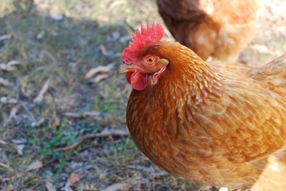 Free Image of Close Up of Chicken on Ground 