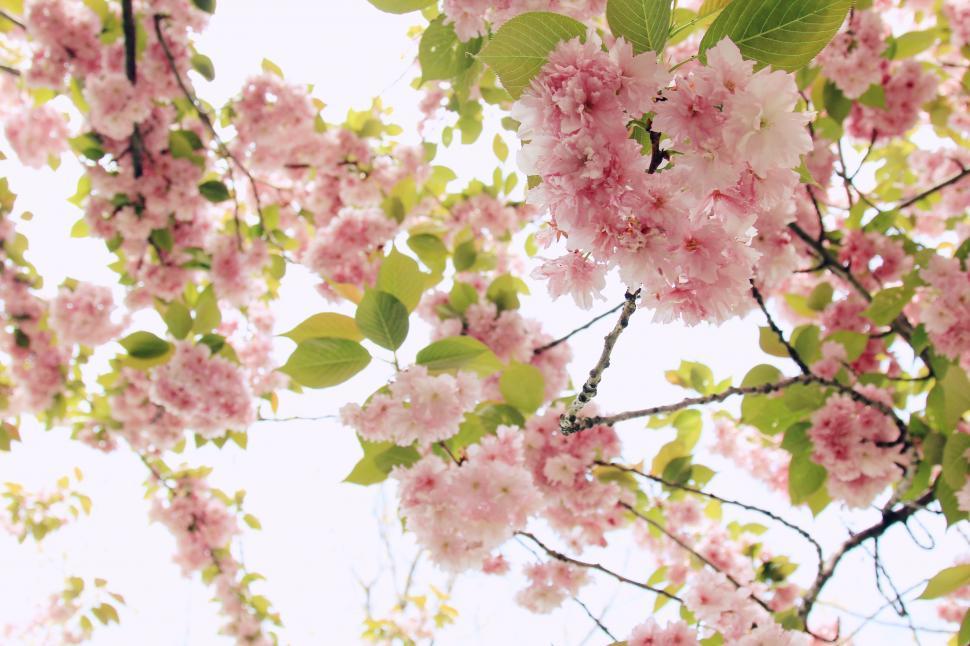 Free Image of Pink Flowers Blooming on Tree Branch 