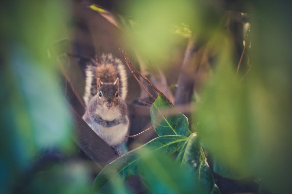 Free Image of Small Animal Perched on Tree Branch 