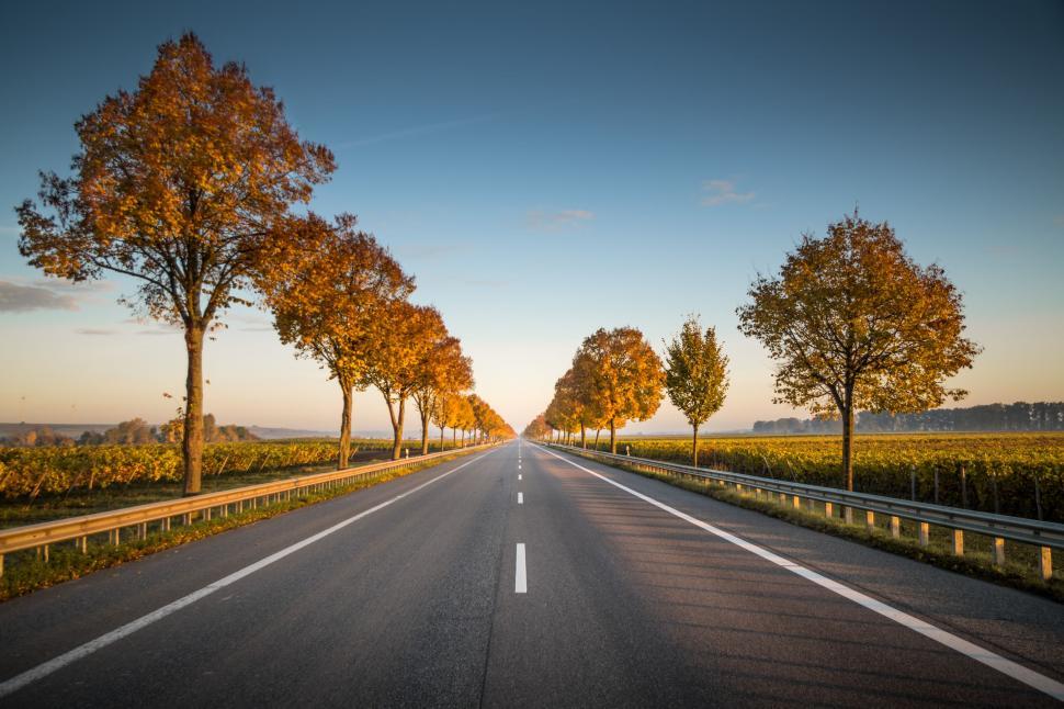 Free Image of Tree-Lined Road in Rural Area 