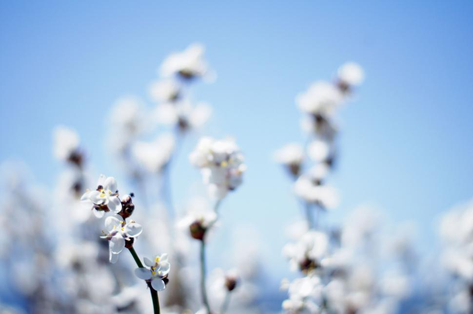 Free Image of Close Up of White Flowers With Blue Sky Background 